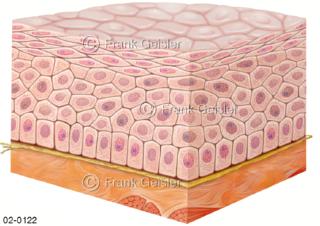 Gewebe mit Epithelzellen, Bausteine des Epithelgewebes
