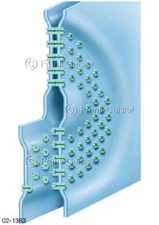 Zellverbindung einer Zelle, Gap-junctions oder Nexus