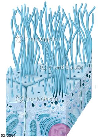 Zelle, Zelloberfläche mit Stereozilien