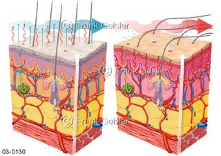 Funktion der Blutgefäße und Haare der Haut bei Kälte und Wärme, Physiologie Cutis