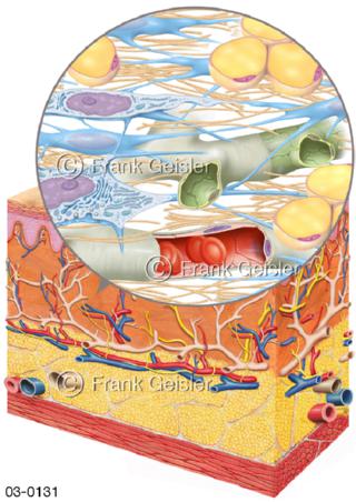 Anatomie der Haut, Aufbau des Bindegewebes