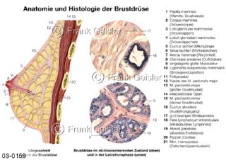 Brust, Anatomie und Histologie der Mamma, Brustdrüse der Frau