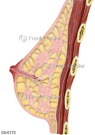 Schnitt durch Brustdrüse, Laktation Drüsenläppchen