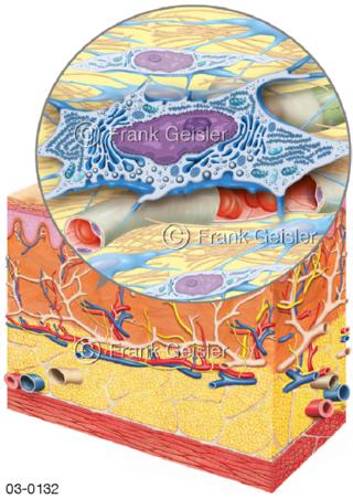 Anatomie Haut, Bindegewebe mit Fibroblast