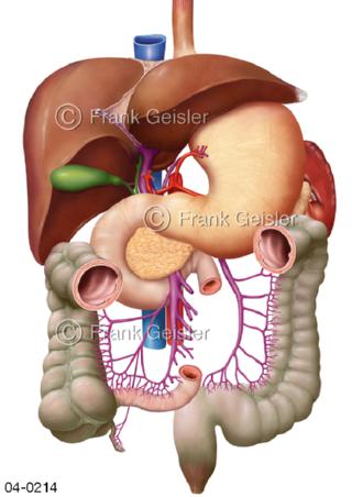 Organe Gastrointestinaltrakt im Bauchraum
