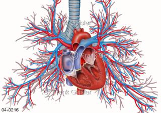 Organe Herz mit Blutgefäße Lungenkreislauf und Bronchien
