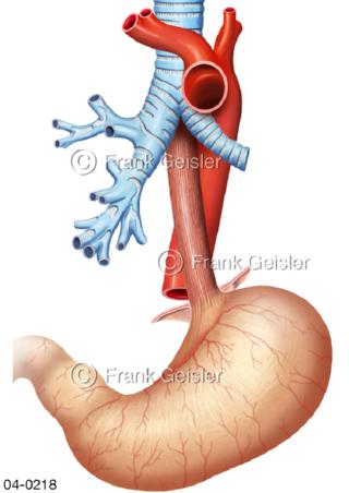 Luftröhre Speiseröhre Aorta Magen