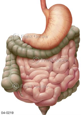 Organe im Magen-Darm-Trakt