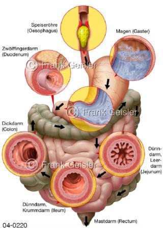 Verdauung im Verdauungstrakt Magen-Darm-Trakt