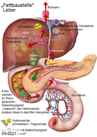 Fett-Stoffwechsel in Leber und Darm