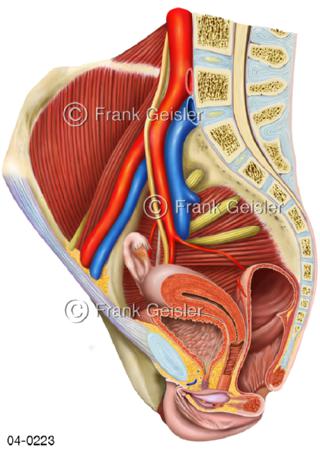 Beckenorgane Geschlechtsorgane Frau