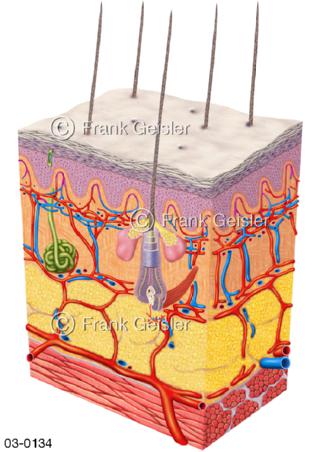 Haut mit Blutgefäße und Haar bei Kälte