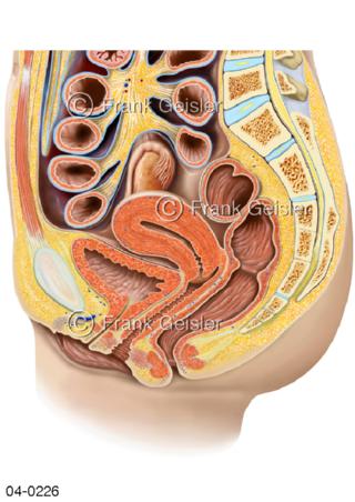 Längsschnitt Beckenorgane Geschlechtsorgane der Frau