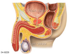 Organe im Becken beim Mann, Beckenorgane und Geschlechtsorgane