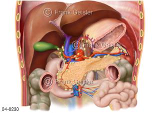 Organe im Bauchraum, Leber Pankreas mit Lymphknoten Lymphgefäße
