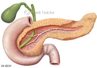 Organe Zwölffingerdarm Bauchspeicheldrüse und Gallenblase