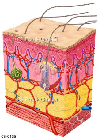 Haut mit Blutgefäße und Haar bei Wärme