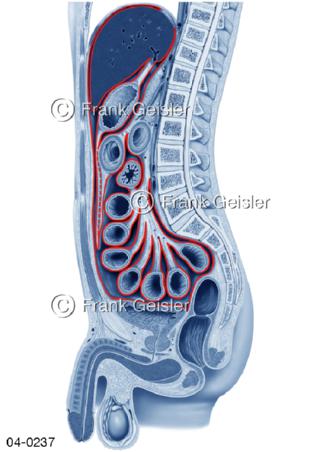 Bauchfell mit Bauchorgane von lateral