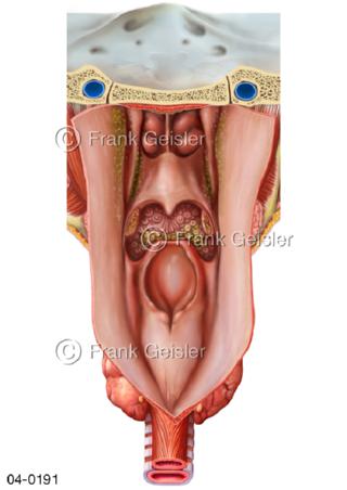 Organe Rachen von dorsal
