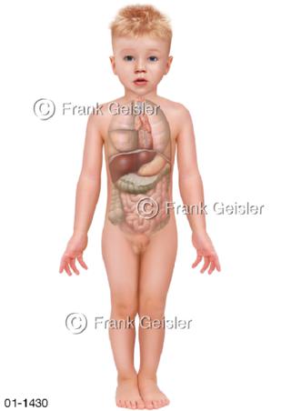 Körper Organe Kind Knabe