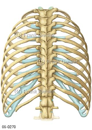 Wirbelsäule mit Brustkorb von dorsal