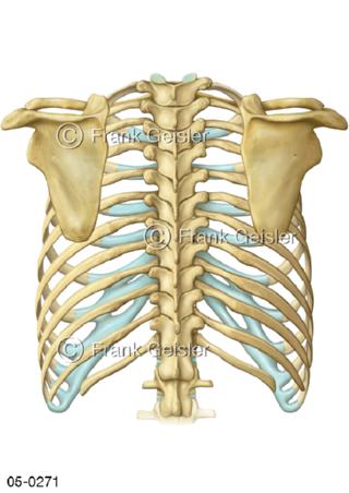 Wirbelsäule Rippen Schulterblätter Scapula von dorsal