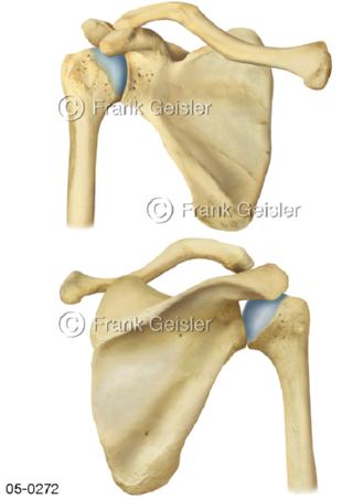 Schulterblatt Schultergelenk frontal und dorsal