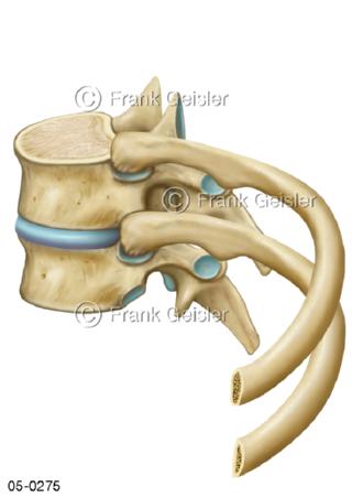 Wirbel, Brustwirbel mit Rippen