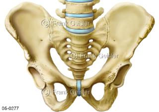 Becken von vorn, Beckenknochen Kreuzbein Schambein Lendenwirbel