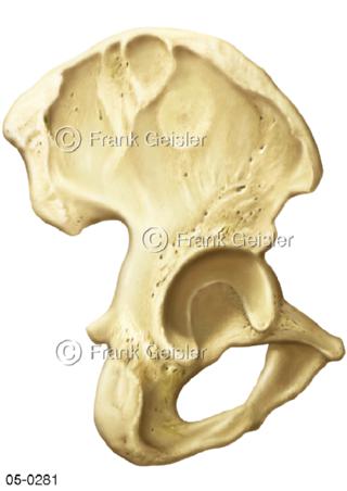 Becken Pelvis mit Beckenknochen lateral