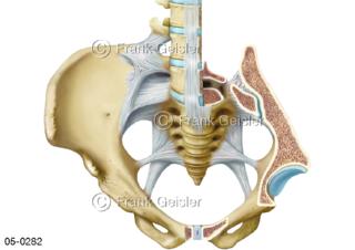 Skelett, Becken mit Kreuzbein Darmbein, Schnitt durch Gelenk Iliosakralgelenk