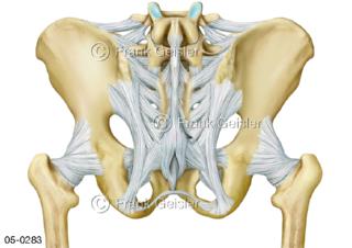 Skelett, Becken mit Kreuzbein und Bänder Lendenwirbelsäule von dorsal
