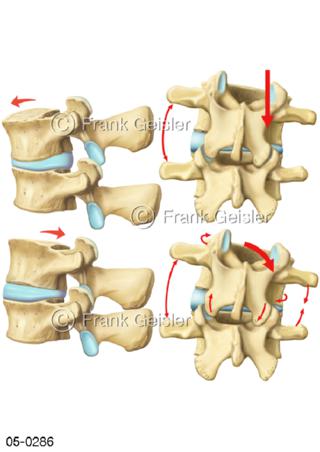 Wirbelkörper mit Bandscheibe, Bewegung Wirbelsäule