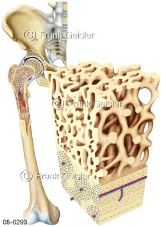 Becken mit Hüftgelenk, Histologie Knochenstruktur
