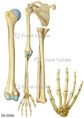 Skelett Extremitäten, Knochen Arm und Hand