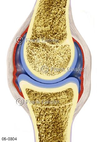 Schnitt durch Gelenk mit Gelenkkapsel