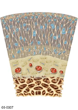 Histologie hyaliner Knorpel im Knochen