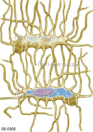 Histologie Knochenzellen Osteozyten