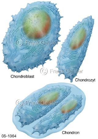 Histologie Knorpelzellen Chondroblast Chondrozyt Chondron