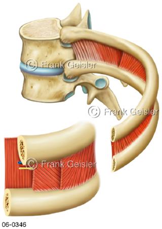 Brustwirbel mit Rippen Zwischenrippenmuskeln