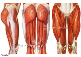 Ansichten Muskulatur Oberschenkel Oberschenkelmuskulatur