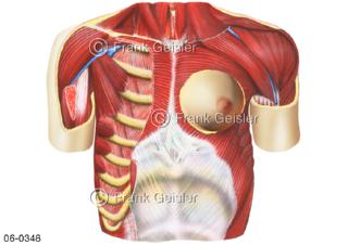 Muskulatur, Brustmuskulatur mit Brustdrüse der Frau