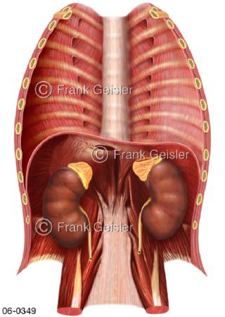 Muskulatur Bauchraum, Nierenbecken mit Zwerchfell