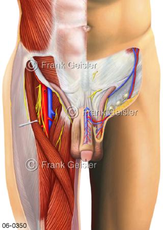 Muskulatur Leiste Leistenregion Mann