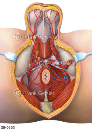 Muskulatur Beckenboden Genitalien Mann