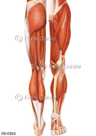 Muskulatur am Bein, frontal und dorsal