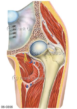 Muskeln Oberschenkel mit Hüftgelenk