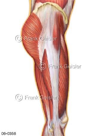 Muskulatur Hüfte Oberschenkel lateral