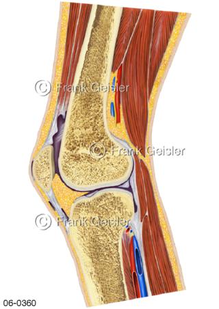 Muskeln Oberschenkel Knie Unterschenkel