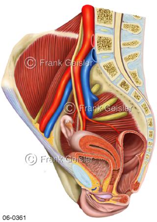 Muskulatur Becken Frau mit Beckenorgane
